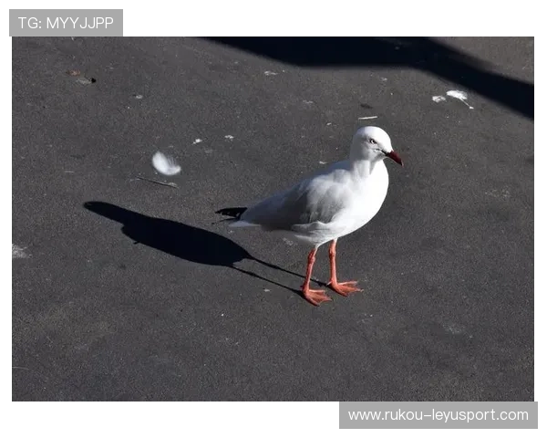 _澳洲选手绽放光彩，在本土公开赛中表现抢眼_，澳洲获邀